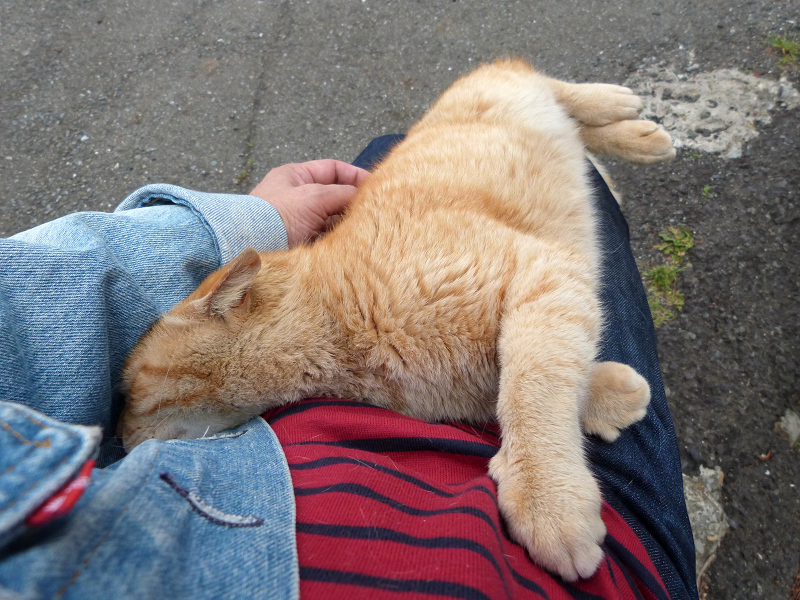 体を伸ばして膝の上で寝てる猫