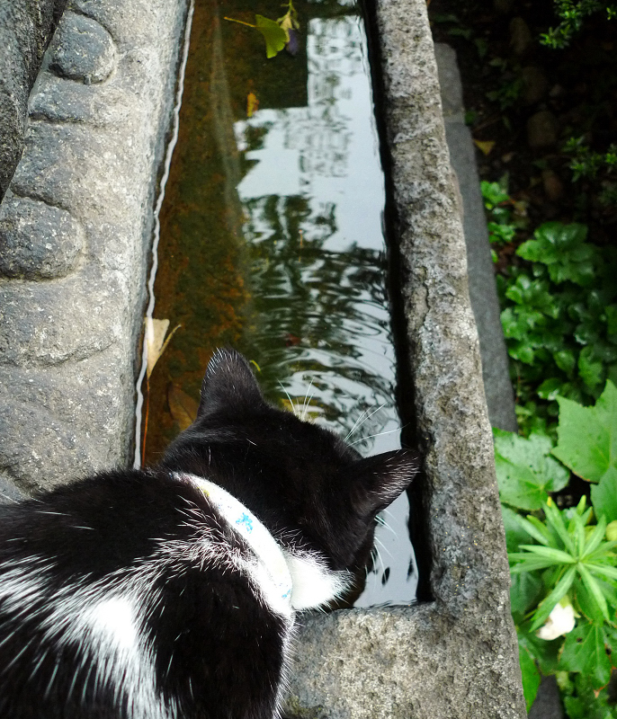 水鉢の水を呑んでるネコ