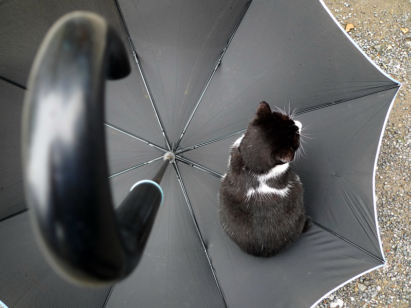 黒い雨傘の上に座るネコ