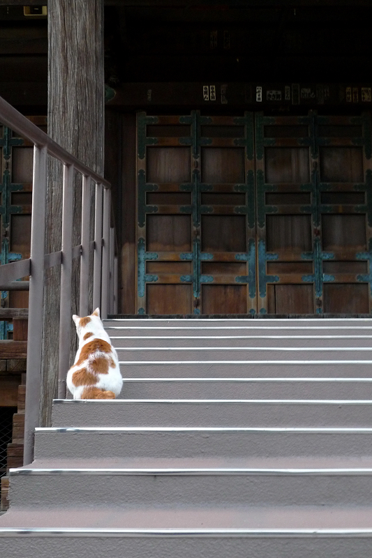 本堂の階段に座ってるネコ