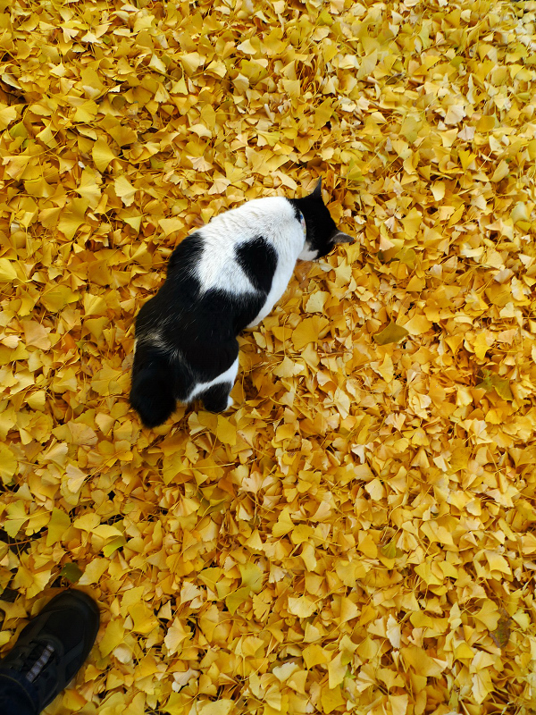 公孫樹の落ち葉の上を歩くネコ