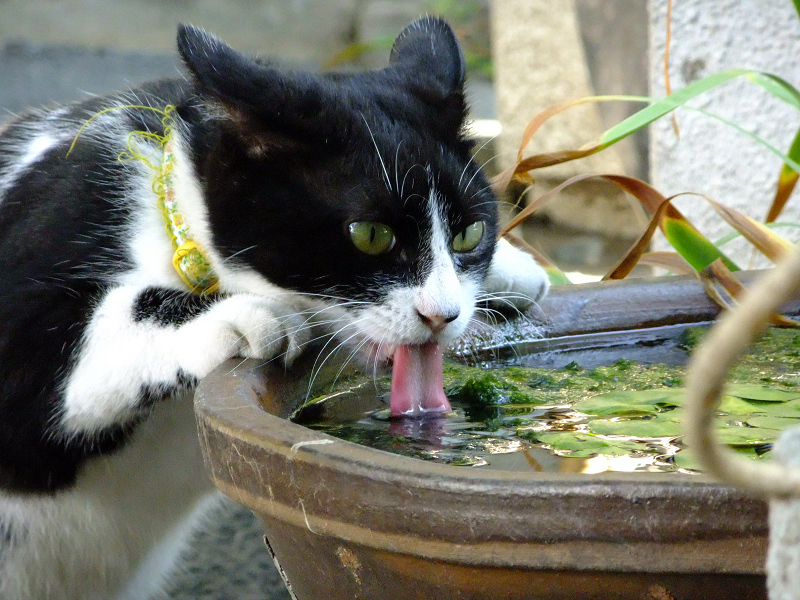 ベロを思いっ切り水につけて飲んでる猫