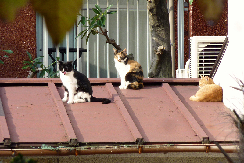 屋根の上のネコ3匹