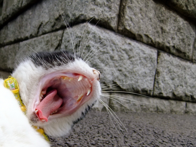 大あくびで喉の奥まで丸見えな猫