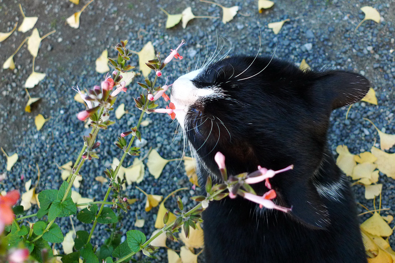 花の香を嗅ぐネコ