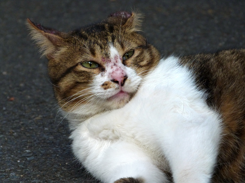 鼻を蚊に刺された猫