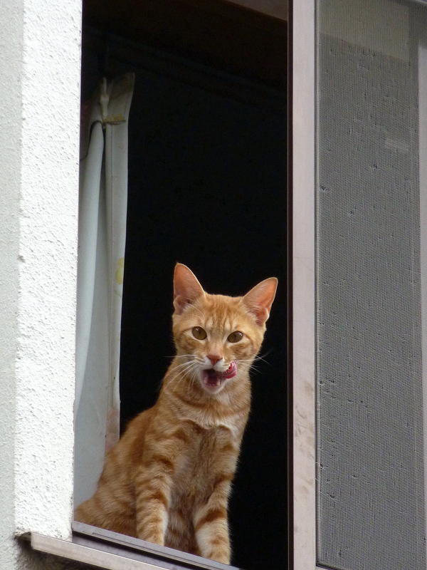 民家の窓からベロを出しながら見ている猫