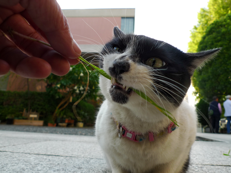 怖い顔で草を食べるネコ