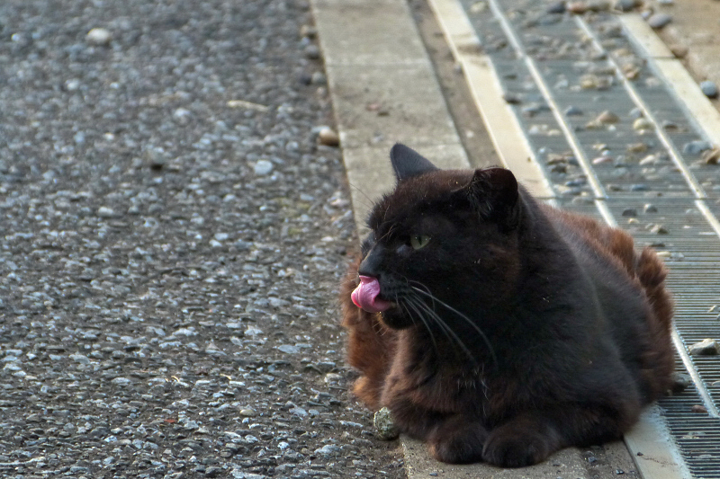 ペロッと赤い舌を出す黒猫