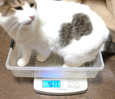 2013年1月6日は約4.6kgとなんと0.4kg減！
