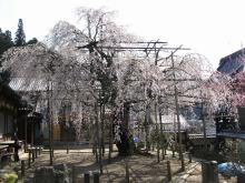 瑞龍寺の枝垂桜