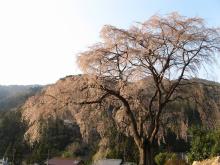 水戸野の枝垂桜