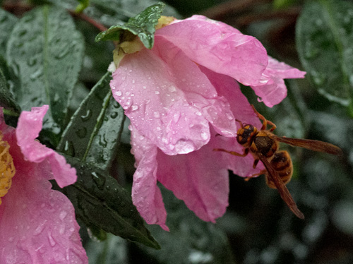 花とハチ