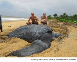Giant-Leatherback-sea-turtle-resizecrop--.jpg