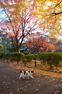 Tokyo Park Cat on a Colorful Day
