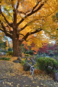Tokyo Park Cat on a Colorful Day