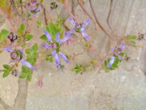 プレクトランサス ネオチラス(Plectranthus neochilus)和名：藤壺（フジツボ）？ ブルーのお花キツイワイルドな香りです♪2014.01.27
