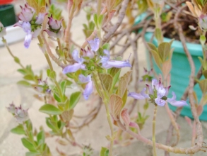 プレクトランサス ネオチラス(Plectranthus neochilus)和名：藤壺（フジツボ）？ ブルーのお花キツイワイルドな香りです♪2014.01.27