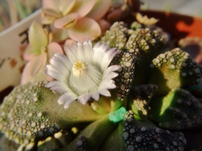 チタノプシス　白花天女(Titanopsis calcarea)午前中は開かず、午後３時頃日当たりのよいところで開花～2013.02.02